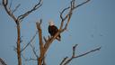 An eagle at the Middle Creek Wildlife Management Area in Lancaster with migrating snow geese in the background.